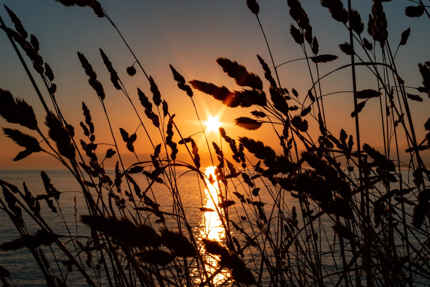 wheat against sunset and water.jpg